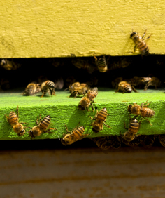 beeswax blocks